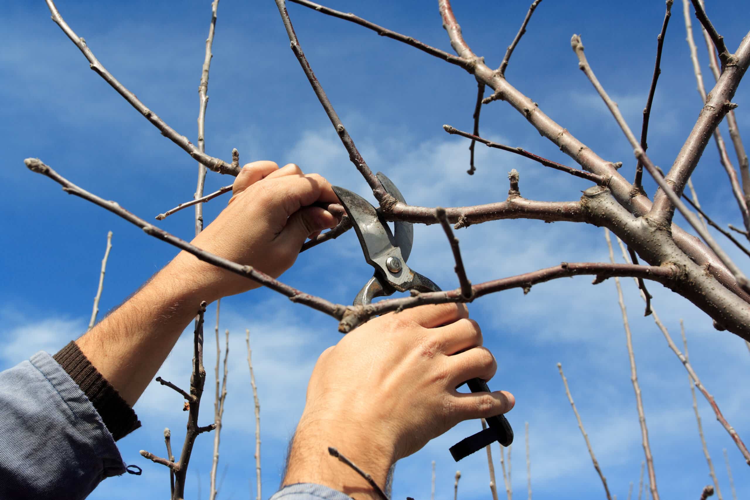 taille arbre fruitier stage