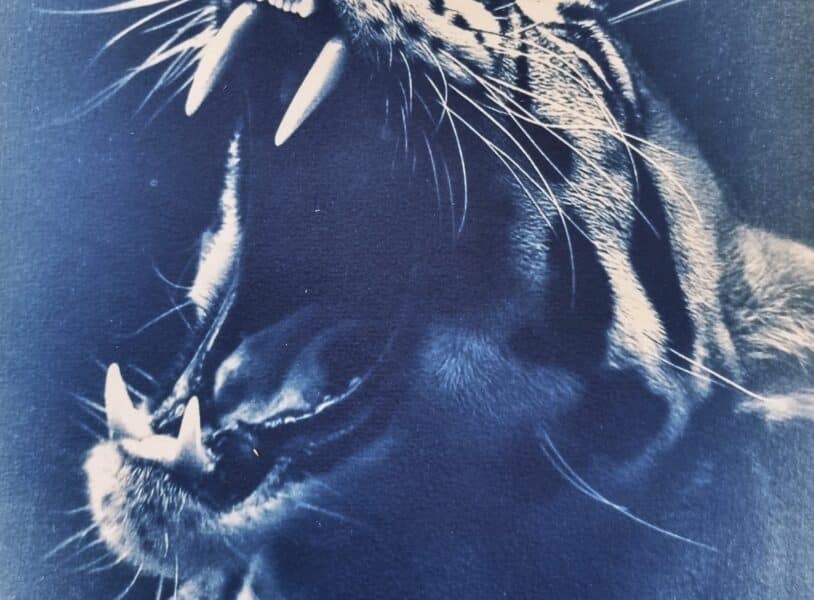 atelier cyanotype carpentras sophie