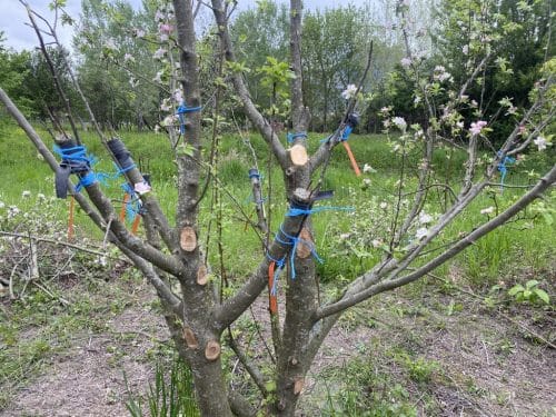 atelier-greffage-arbre-fruitier-grenoble-botanique-greffe-couronne-fabrikable